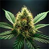  Fleur CBD 